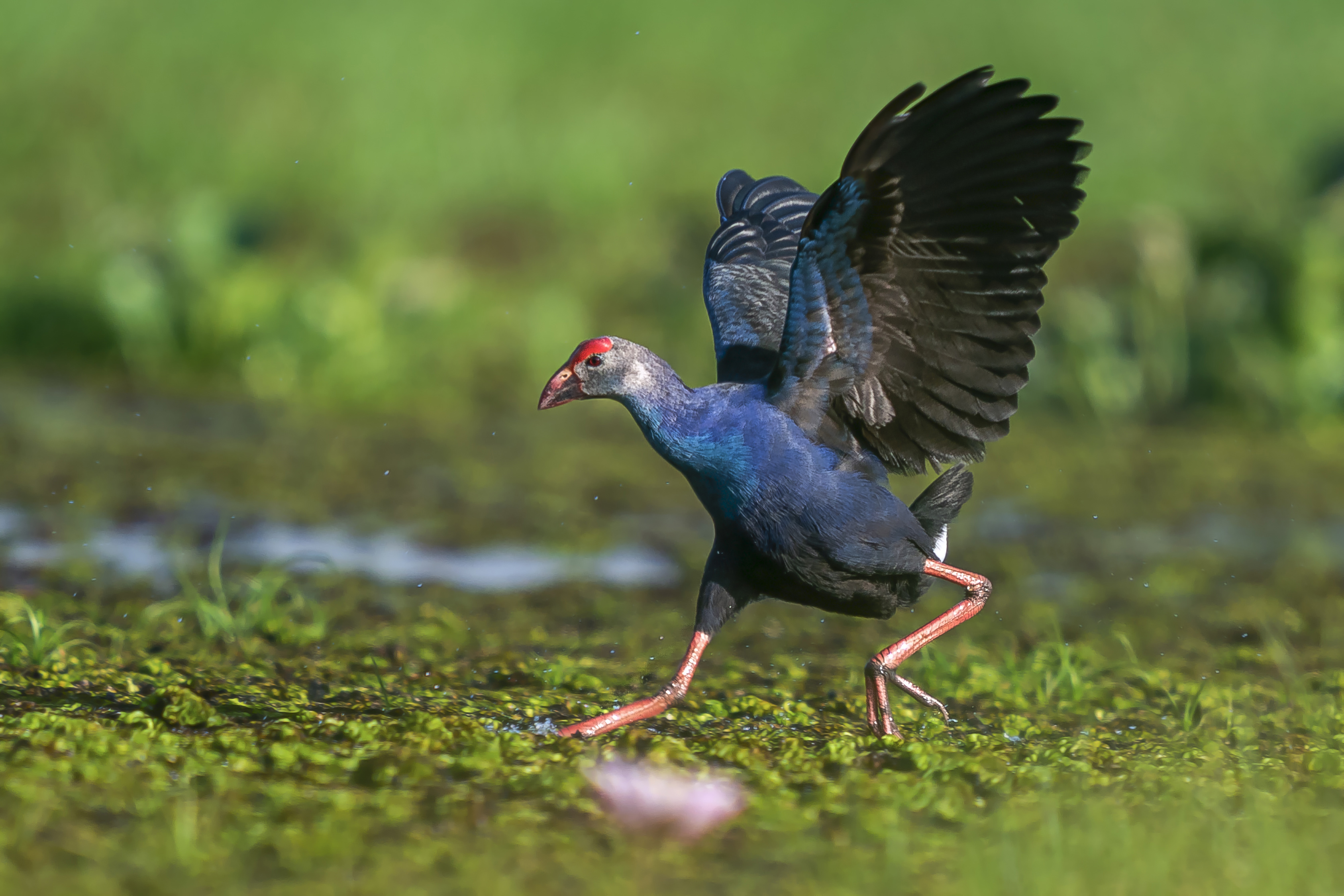 mekong-delta